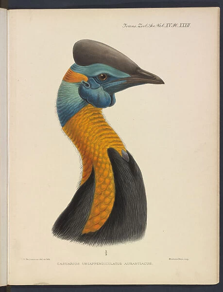 Northern cassowary by JG Keulemans