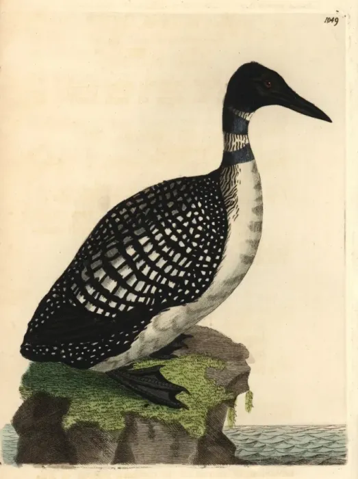 Framed Print : Northern diver or loon, Colymbus glacialis