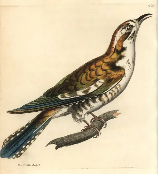 Framed Print : Northern flicker, Colaptes auratus Framed Print : Northern flicker, Colaptes auratus