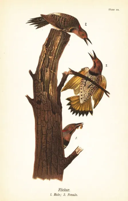 Framed Print : Northern flicker, Colaptes auratus Framed Print : Northern flicker, Colaptes auratus