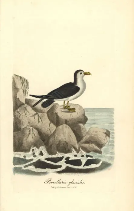 Framed Print : Northern fulmar, Fulmarus glacialis Framed Print : Northern fulmar, Fulmarus glacialis