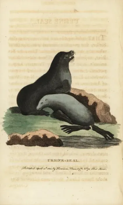 Framed Print : Northern fur seal, Callorhinus ursinus