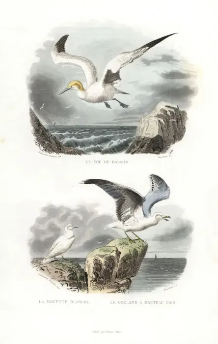 Framed Print : Northern gannet, ivory gull and European herring gull Framed Print : Northern gannet, ivory gull and European herring gull