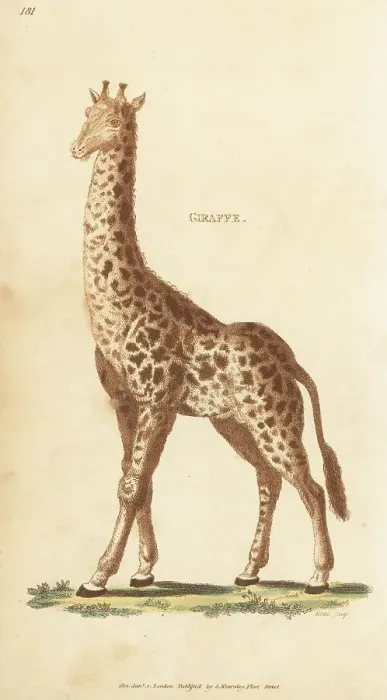 Framed Print : Northern giraffe, Giraffa camelopardalis Framed Print : Northern giraffe, Giraffa camelopardalis