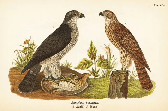 Framed Print : Northern goshawk, Accipiter gentilis Framed Print : Northern goshawk, Accipiter gentilis