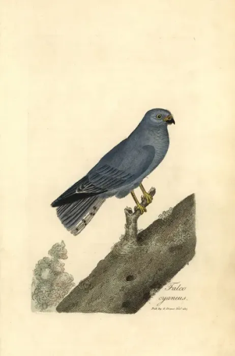 Framed Print : Northern harrier or blue hawk, Circus cyaneus Framed Print : Northern harrier or blue hawk, Circus cyaneus