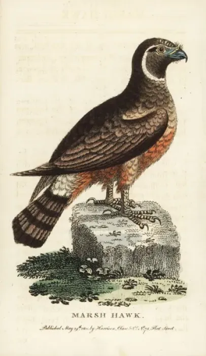 Framed Print : Northern harrier, Circus cyaneus Framed Print : Northern harrier, Circus cyaneus
