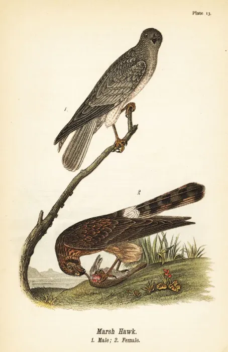 Framed Print : Northern harrier, Circus hudsonius Framed Print : Northern harrier, Circus hudsonius