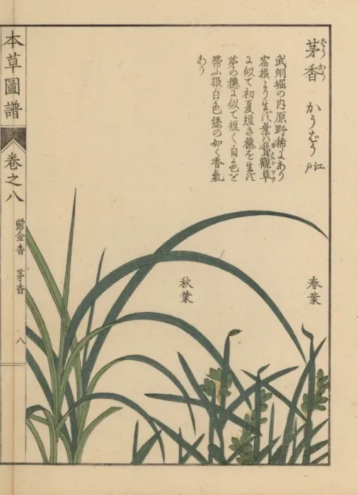 Framed Print : Northern holy grass or sweet grass, Anthoxanthum nitens Framed Print : Northern holy grass or sweet grass, Anthoxanthum nitens