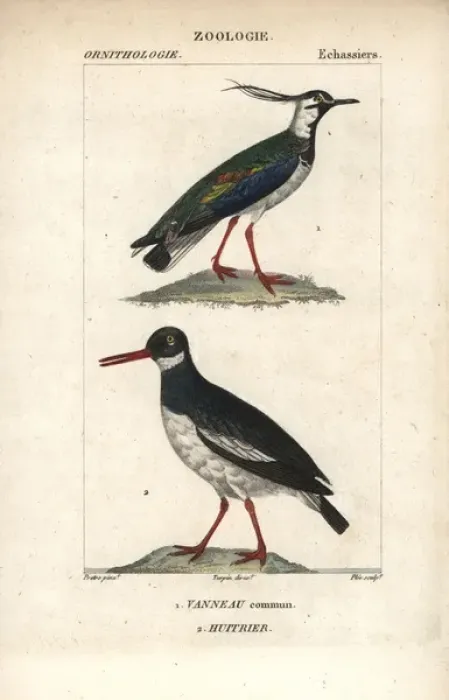 Framed Print : Northern lapwing, Vanellus vanellus, and Eurasian Framed Print : Northern lapwing, Vanellus vanellus, and Eurasian