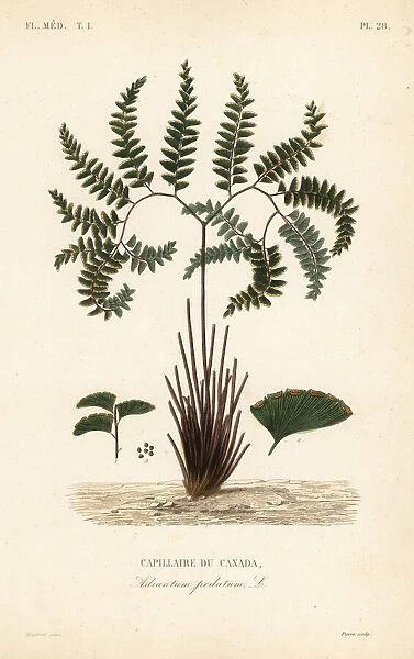 Northern maidenhair fern, Adiantum pedatum