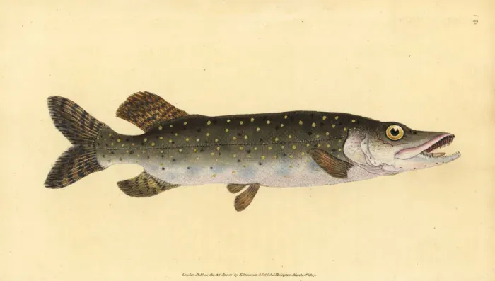 Framed Print : Northern pike, Esox lucius Framed Print : Northern pike, Esox lucius