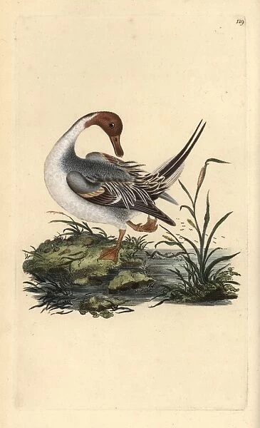 Northern pintail duck, Anas acuta