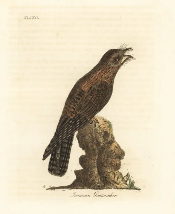 Framed Print : Northern potoo, Nyctibius jamaicensis Framed Print : Northern potoo, Nyctibius jamaicensis