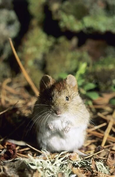 Northern red-backed vole - on taiga-forest floor