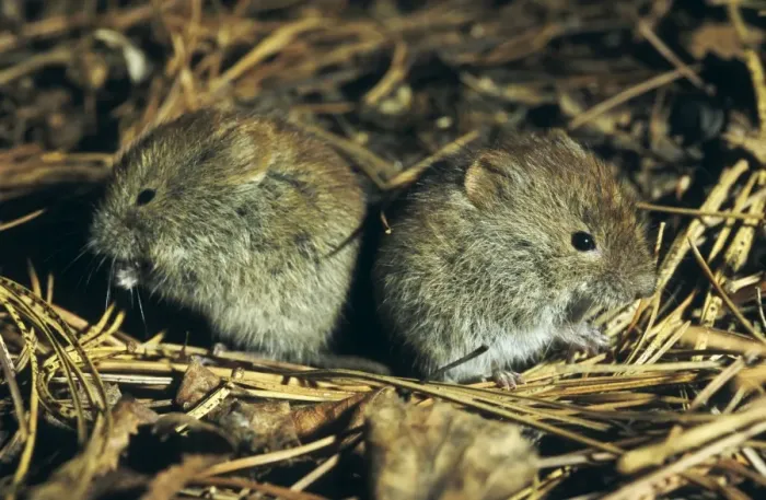 Framed Print : Northern red-backed VOLE - two young brothers feed Framed Print : Northern red-backed VOLE - two young brothers feed