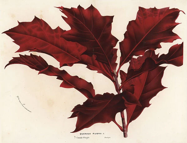 Northern red oak, Quercus rubra