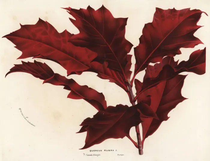 Framed Print : Northern red oak, Quercus rubra Framed Print : Northern red oak, Quercus rubra