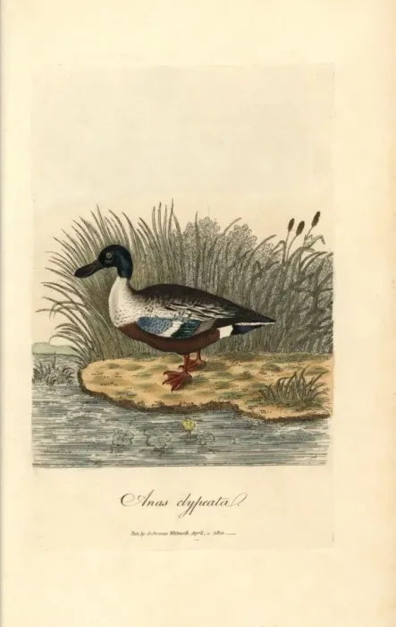 Framed Print : Northern shoveler, Anas clypeata Framed Print : Northern shoveler, Anas clypeata