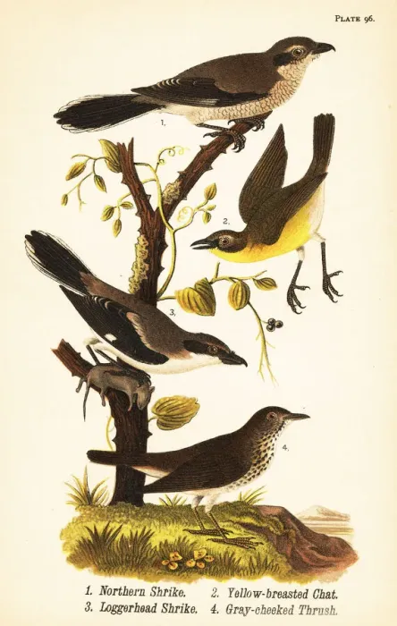 Framed Print : Northern shrike, yellow-breasted chat, loggerhead Framed Print : Northern shrike, yellow-breasted chat, loggerhead