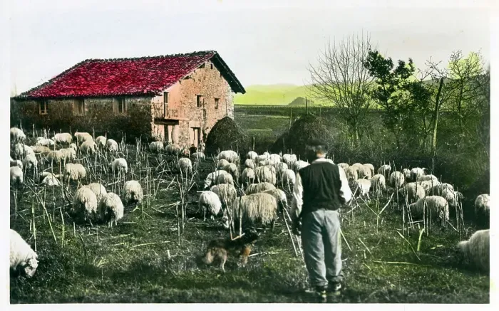 Framed Print : Northern Spain - Sheep Farming - close to French Border Framed Print : Northern Spain - Sheep Farming - close to French Border
