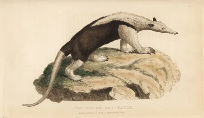 Framed Print : Northern tamandua, Tamandua mexicana Framed Print : Northern tamandua, Tamandua mexicana