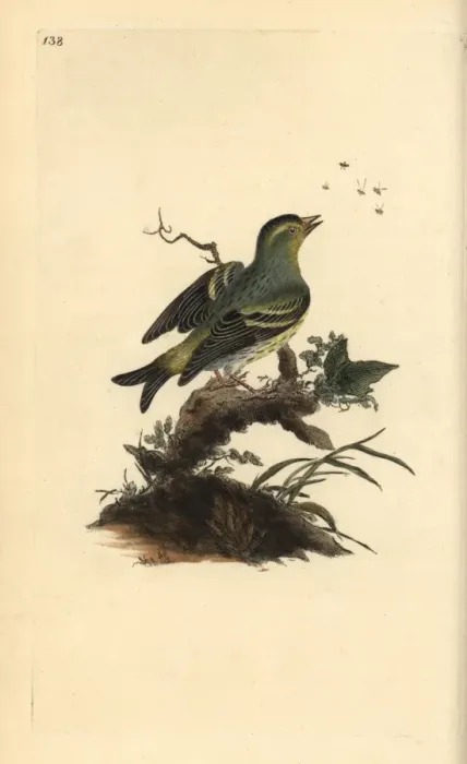 Framed Print : Northern wheatear, Oenanthe oenanthe Framed Print : Northern wheatear, Oenanthe oenanthe