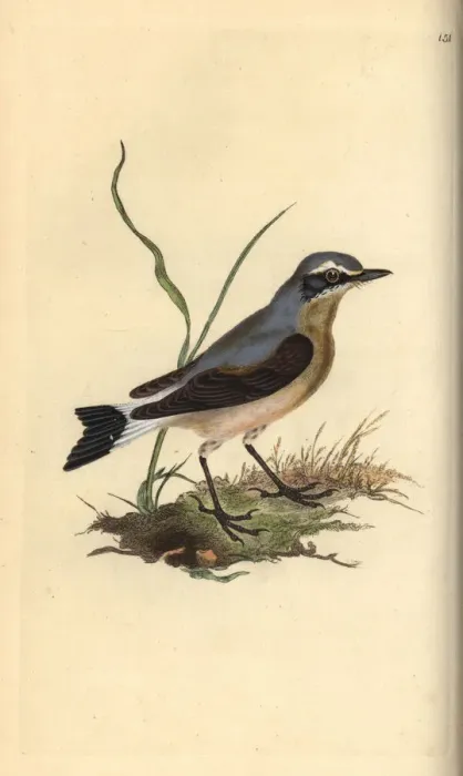 Framed Print : Northern wheatear, Oenanthe oenanthe Framed Print : Northern wheatear, Oenanthe oenanthe