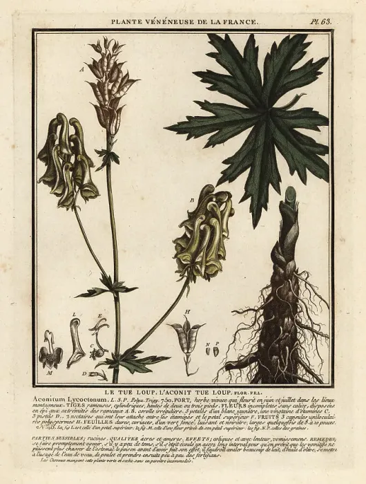 Framed Print : Northern wolf's-bane, Aconitum lycoctonum Framed Print : Northern wolf's-bane, Aconitum lycoctonum