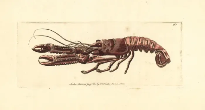 Framed Print : Norway lobster, Nephrops norvegicus Framed Print : Norway lobster, Nephrops norvegicus