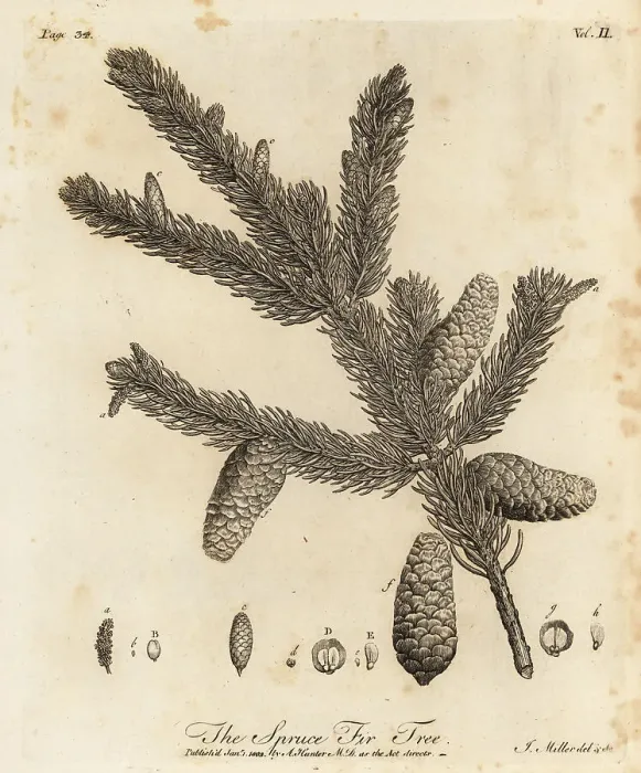Framed Print : Norway spruce or European spruce, Picea abies Framed Print : Norway spruce or European spruce, Picea abies