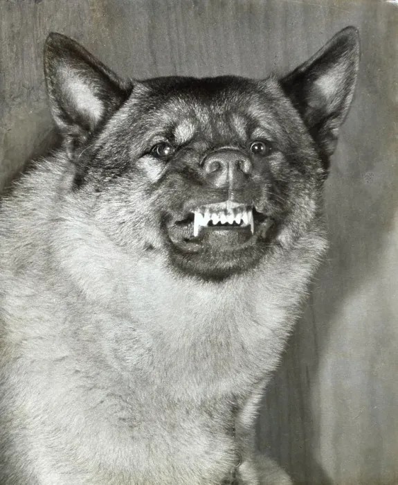 Framed Print : Norwegian Elkhound dog snarling Date: 1950s Framed Print : Norwegian Elkhound dog snarling Date: 1950s