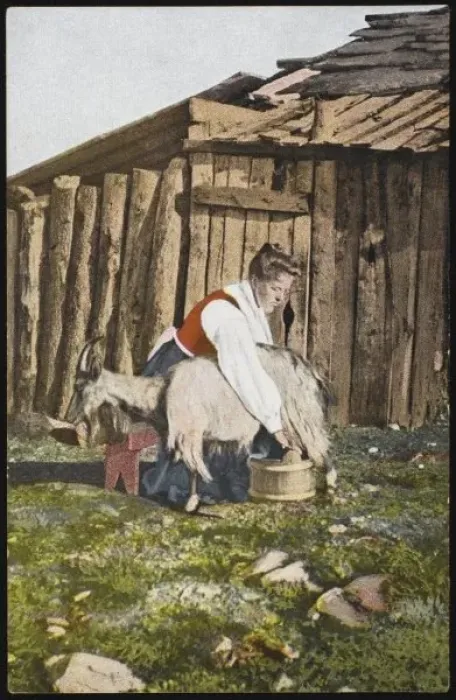Framed Print : Norwegian Milks Goat - 1 Framed Print : Norwegian Milks Goat - 1