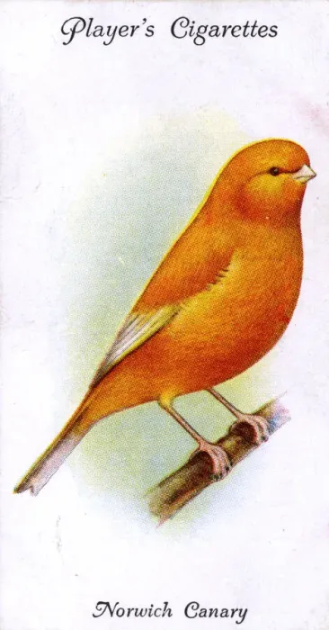 Framed Print : Norwich Canary (Plainhead) Framed Print : Norwich Canary (Plainhead)