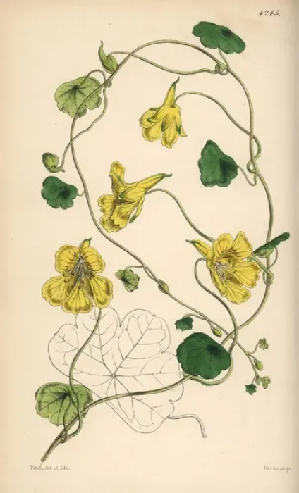 Framed Print : Notched-petaled Indian cress, Tropaeolum crenatiflorum Framed Print : Notched-petaled Indian cress, Tropaeolum crenatiflorum