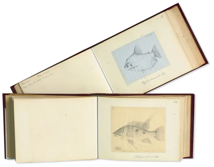 Framed Print : Notes and sketches by Alfred Russel Wallace (1823 - 1913) Framed Print : Notes and sketches by Alfred Russel Wallace (1823 - 1913)