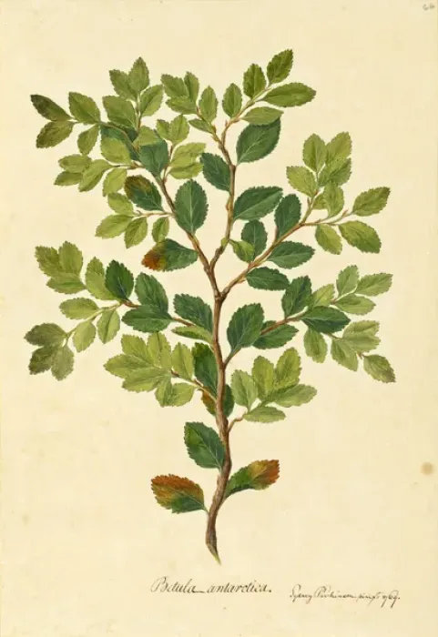 Framed Print : Nothofagus betuloides Framed Print : Nothofagus betuloides