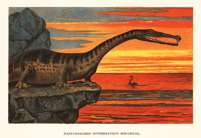 Framed Print : Nothosaurus mirabilis, sauropterygian reptile Framed Print : Nothosaurus mirabilis, sauropterygian reptile