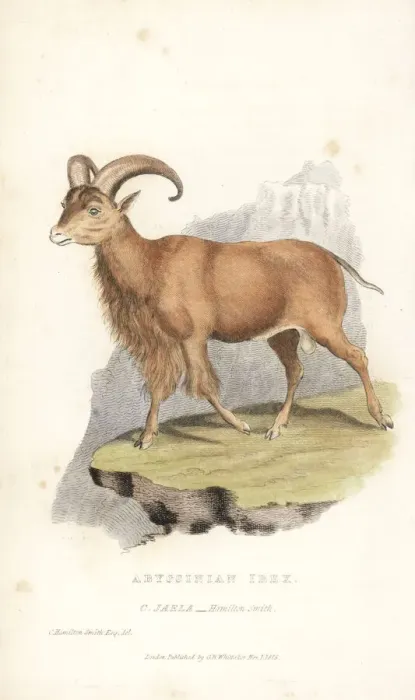 Framed Print : Nubian ibex, Capra nubiana. Vulnerable Framed Print : Nubian ibex, Capra nubiana. Vulnerable