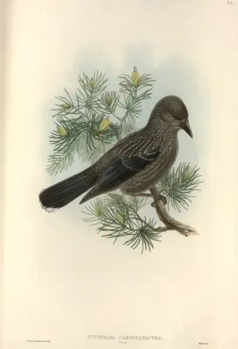 Framed Print : Nucifraga caryocatactes, Eurasian nutcracker Framed Print : Nucifraga caryocatactes, Eurasian nutcracker