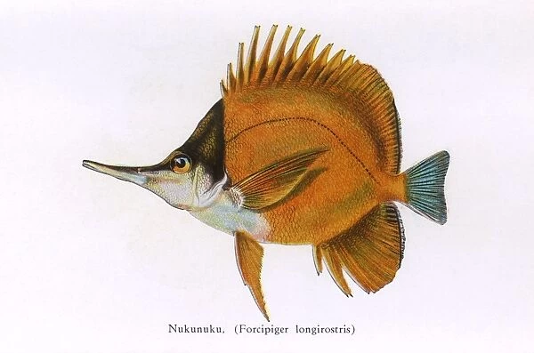Nukunuku, Fishes of Hawaii