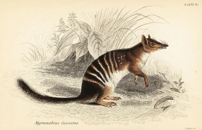 Framed Print : Numbat, Myrmecobius fasciatus. Endangered Framed Print : Numbat, Myrmecobius fasciatus. Endangered