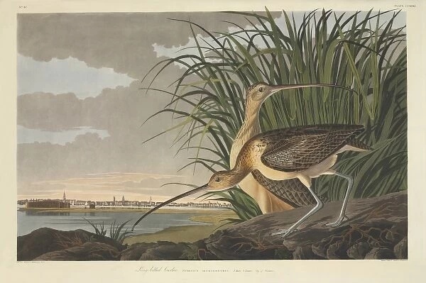 Numenius americanus, long-billed curlew