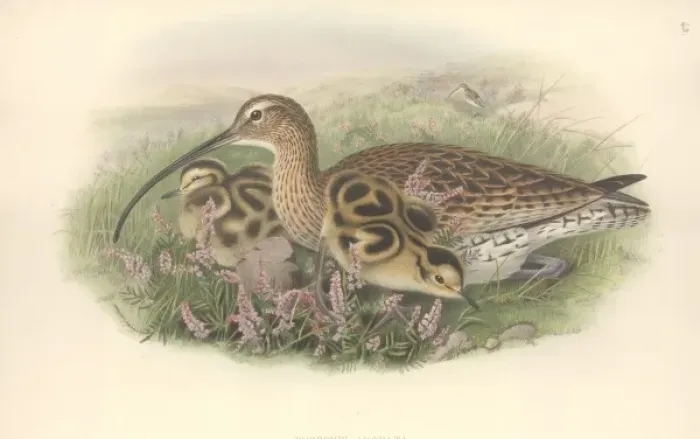 Framed Print : Numenius arquata, Eurasian curlew Framed Print : Numenius arquata, Eurasian curlew