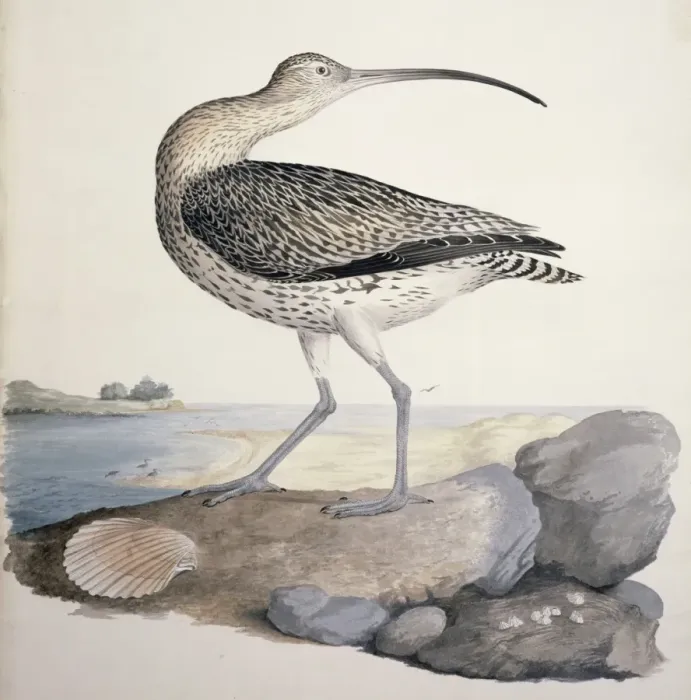 Framed Print : Numenius arquata, Eurasian curlew Framed Print : Numenius arquata, Eurasian curlew