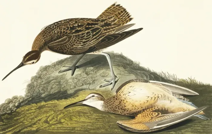 Framed Print : Numenius borealis, Eskimo curlew Framed Print : Numenius borealis, Eskimo curlew