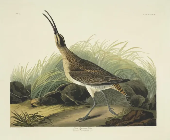 Framed Print : Numenius phaeopus, whimbrel Framed Print : Numenius phaeopus, whimbrel