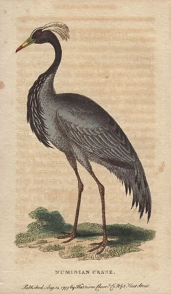 Numidian crane, demoiselle crane or dancing