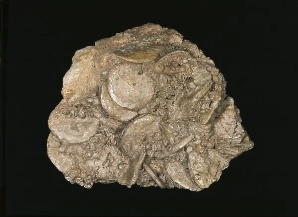 Nummulites gizehensis, giant foraminiferan