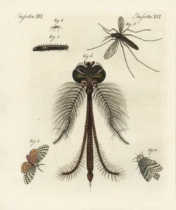 Framed Print : Nun or black arches moth, and common house mosquito Framed Print : Nun or black arches moth, and common house mosquito